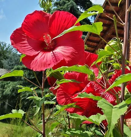 カントリーハウス Cascina Bella Vista *